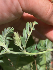Indigofera oxytropis