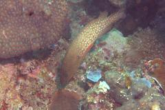 Cephalopholis cyanostigma