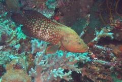 Cephalopholis cyanostigma