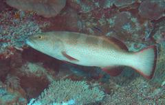 Plectropomus areolatus