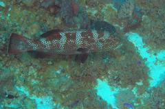 Plectropomus areolatus