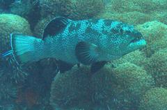 Plectropomus areolatus