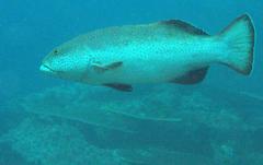 Plectropomus areolatus