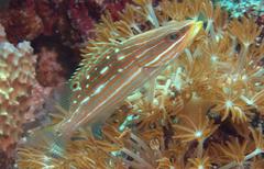 Anyperodon leucogrammicus