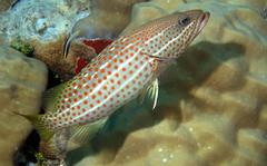 Anyperodon leucogrammicus