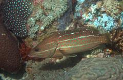 Anyperodon leucogrammicus