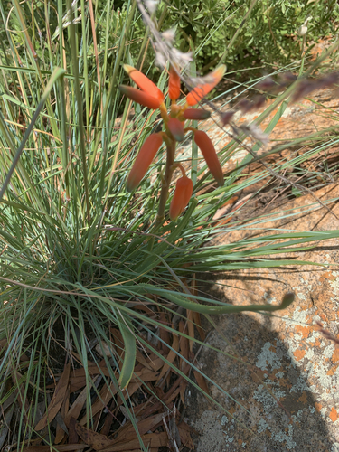 Image of Aloe verecunda by (c) Matthew Fainman, some rights reserved (CC BY)