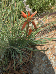 Aloe verecunda