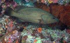 Anyperodon leucogrammicus