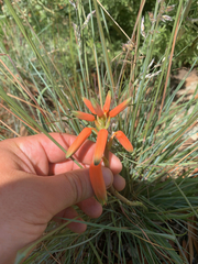 Aloe verecunda