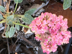 Eriogonum grande rubescens