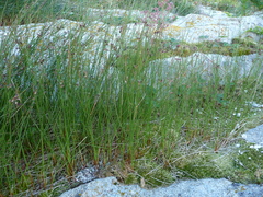 Juncus arcticus