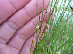 Juncus arcticus