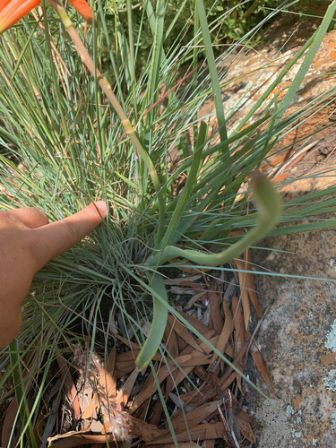 Image of Aloe verecunda by (c) Matthew Fainman, some rights reserved (CC BY)