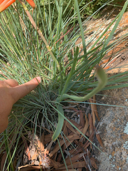 Aloe verecunda