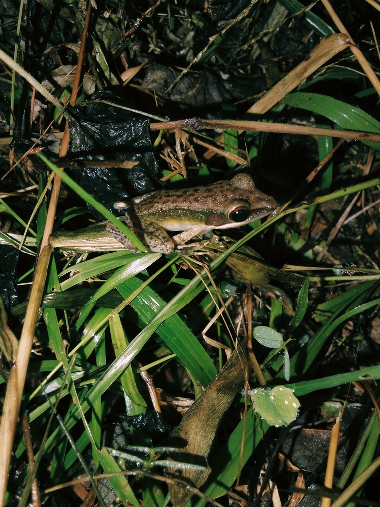 Kongkang Besar (Chalcorana megalonesa)