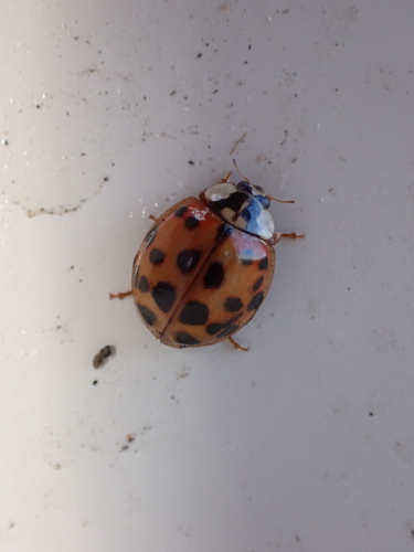 Asian Lady Beetle