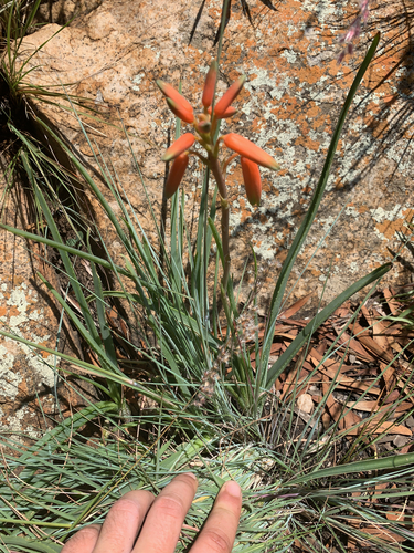 Image of Aloe verecunda by (c) Matthew Fainman, some rights reserved (CC BY)