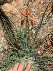 Aloe verecunda