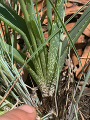 Aloe verecunda