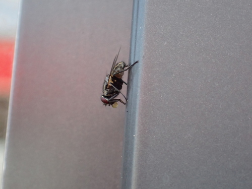 Common House Fly