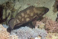 Epinephelus ongus