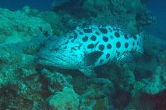 Epinephelus tukula