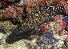 Epinephelus ongus