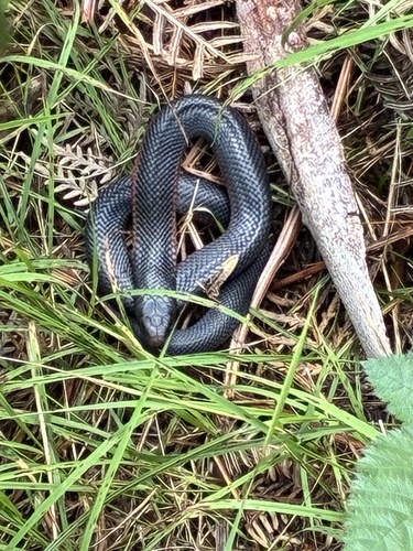 Red-bellied Black Snake sighting