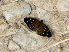 Anthanassa atronia