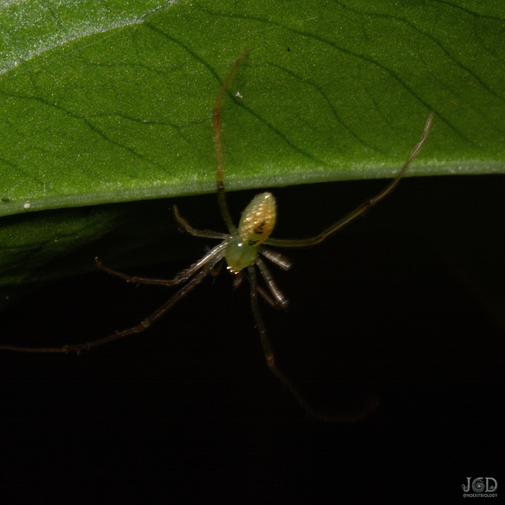 cobweb spiders