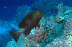 Gracila albomarginata