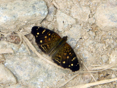 Anthanassa atronia