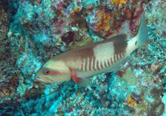Gracila albomarginata