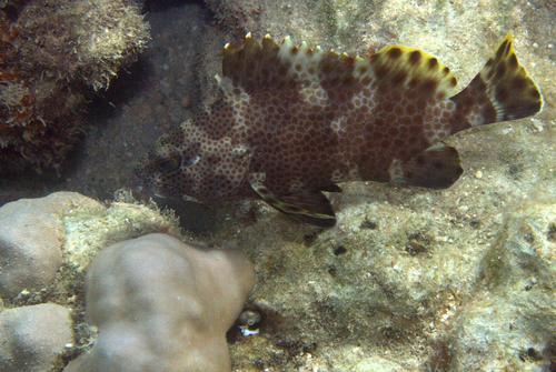 Epinephelus miliaris observed 2013-04-08