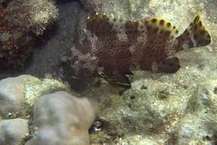 Epinephelus longispinis