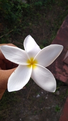 Plumeria obtusa