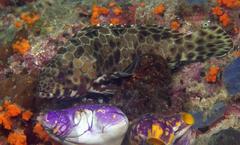 Epinephelus quoyanus