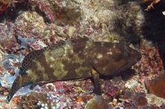 Epinephelus spilotoceps
