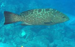 Mycteroperca rosacea