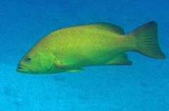 Mycteroperca rosacea