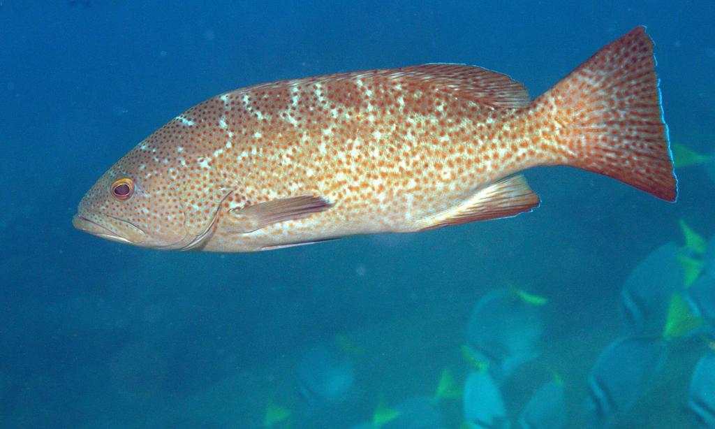 Cabrilla sardinera (Peces oseos de Los Cabos) · iNaturalist Mexico