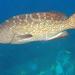 Leopard Grouper - Photo (c) craigjhowe, some rights reserved (CC BY-NC-ND)