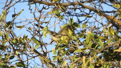 Stigmatura budytoides