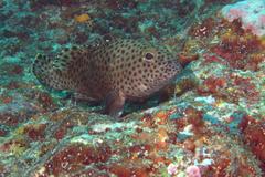 Epinephelus macrospilos