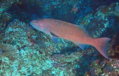 Plectropomus oligacanthus