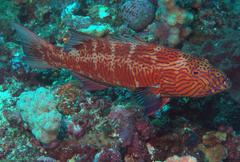 Plectropomus oligacanthus