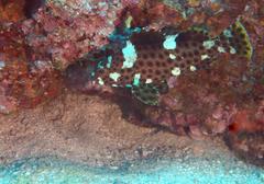 Epinephelus maculatus
