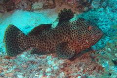 Epinephelus maculatus