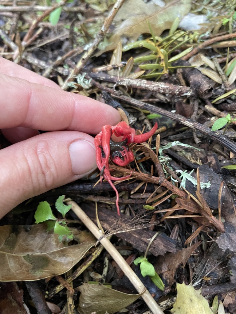 Aseroe rubra · November 2025 · photo: © lisa_bennett (iNaturalist, cc-by)